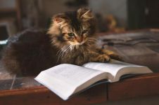 小学生读小猫杜威一书有感：小猫杜威