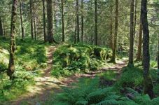 挪威的森林读后感1500字范文