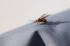 昆虫记红蚂蚁读后感（精选9篇）