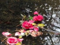 花瓣躺在小溪里的读后感