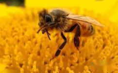 读《蜜蜂的赞美》有感范文大纲