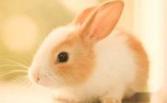 一只耳朵的兔子读后感三篇大纲