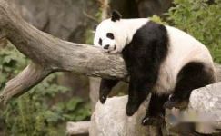 《功夫熊猫2》的读后感600字